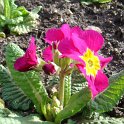 Primula elatior 'Crescendo rose clair'